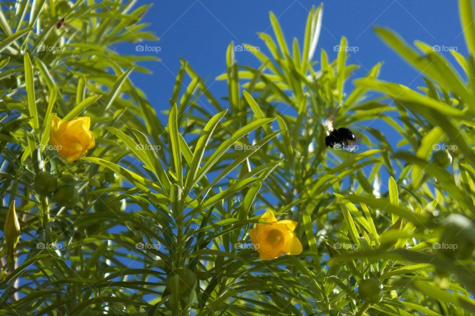 Carpenter bee