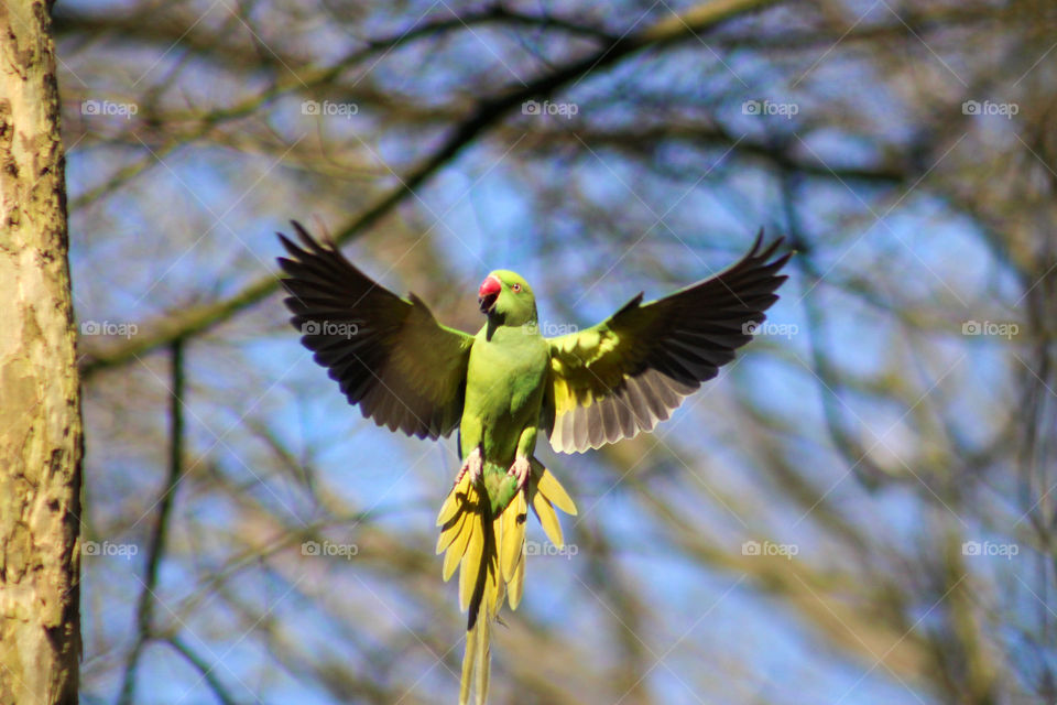 Parrot in flight