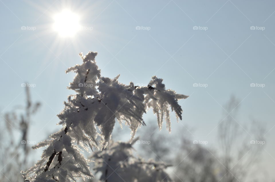 Frozen branch against sun