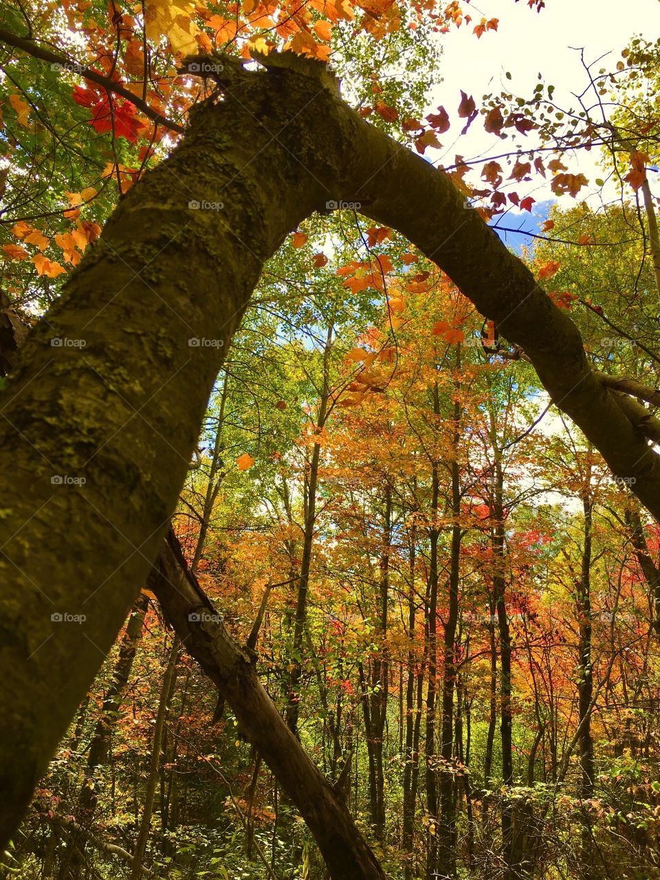 Look from under the tree