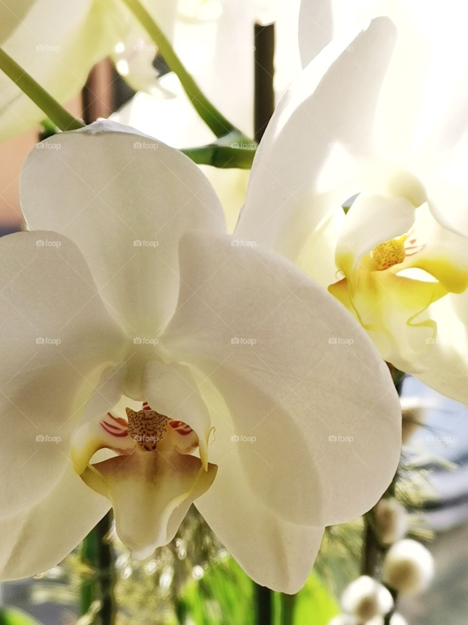 Weisse Orchidee im Sonnenlicht