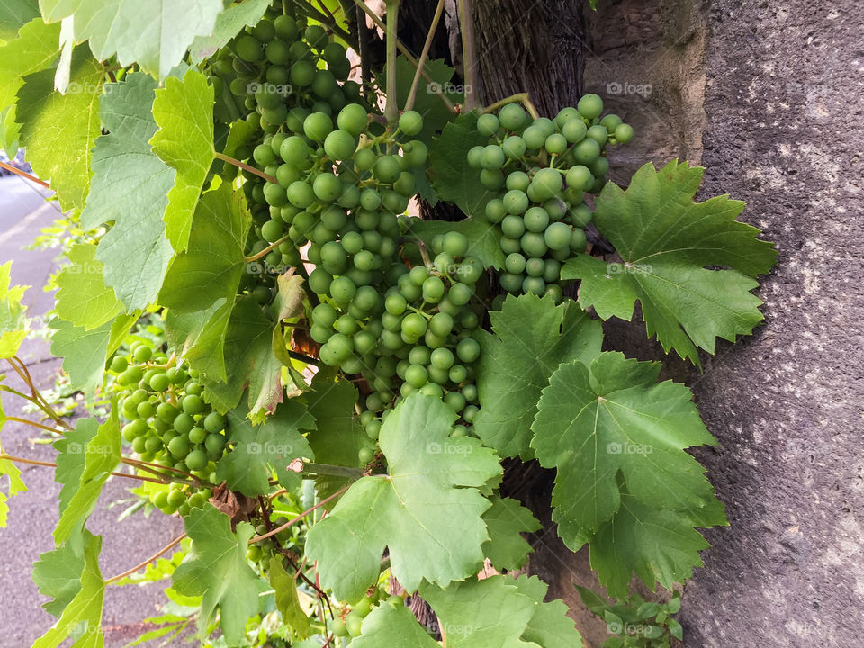 Vine plant with green leaves and unripe riesling grapes in clusters growing against a stone wall in Germany in the summer.