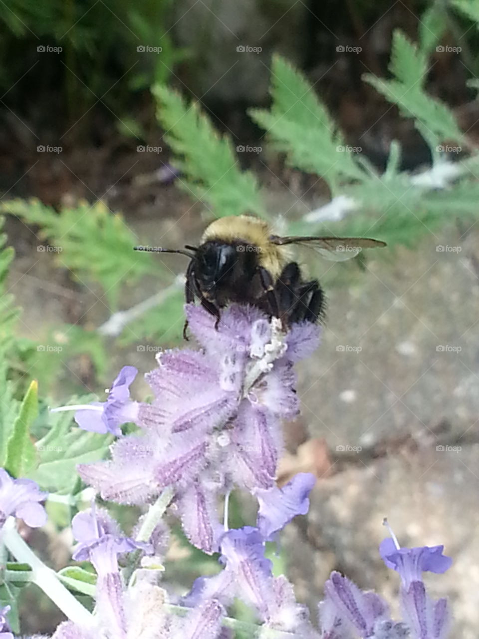 Lavender Bee#2