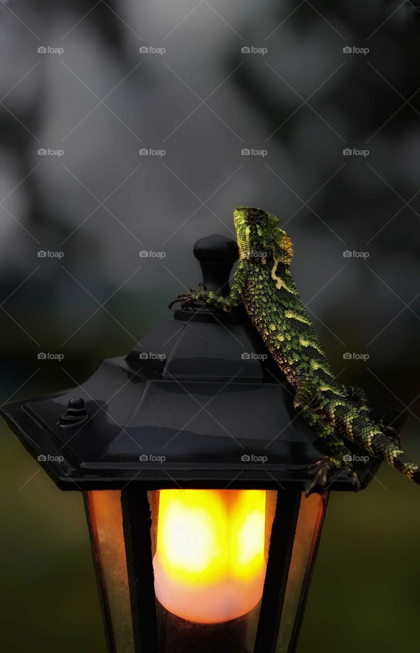 photo of a chameleon in a garden lamp