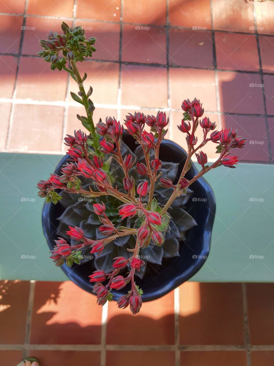 Echeverria Black prince flowered