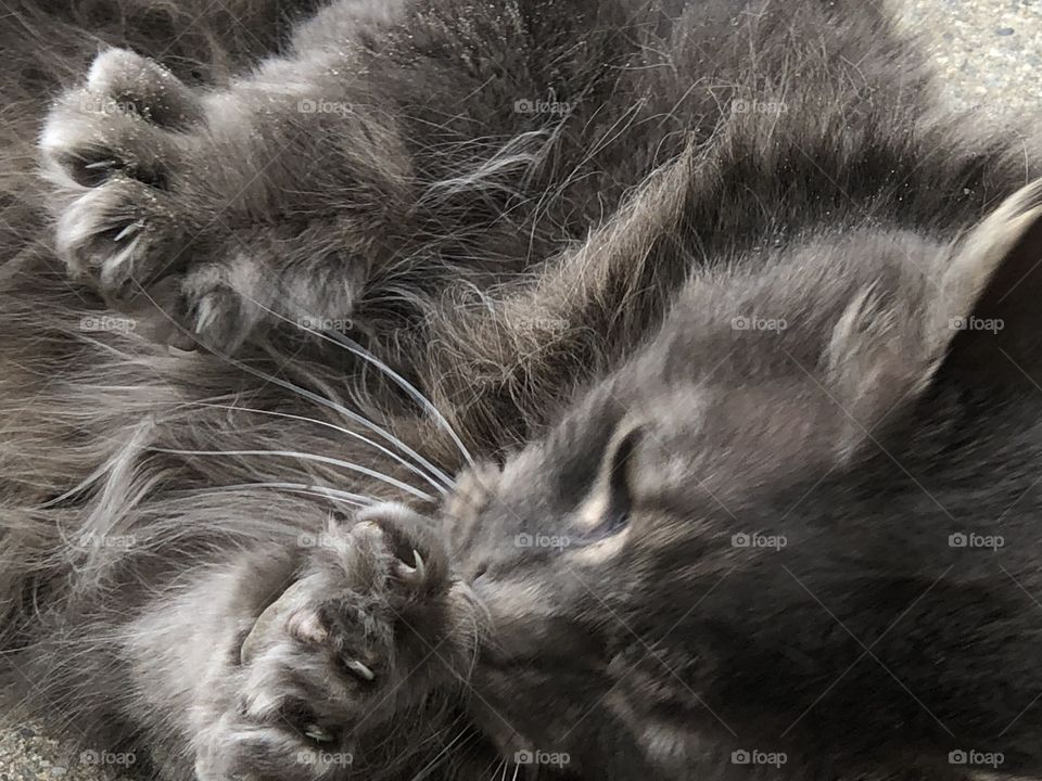 Cute gray kitty doing kitty things
