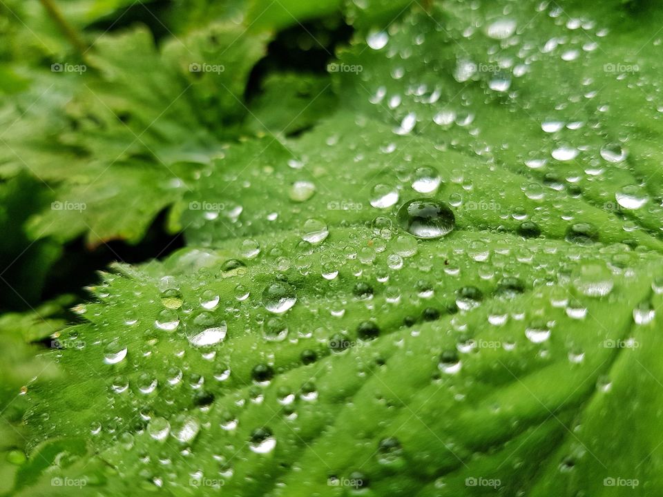 Drops of water on the leaf