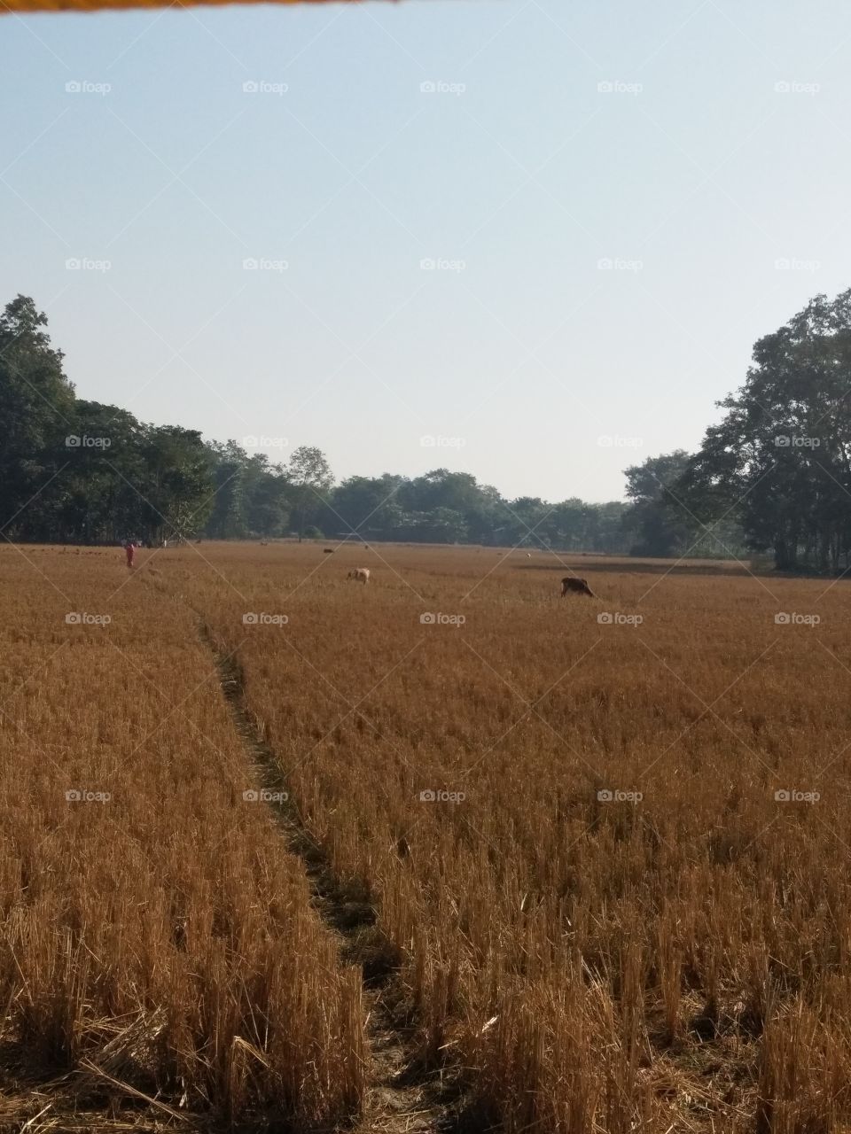 Golden paddy field