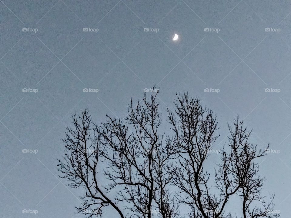 moon above a tree
