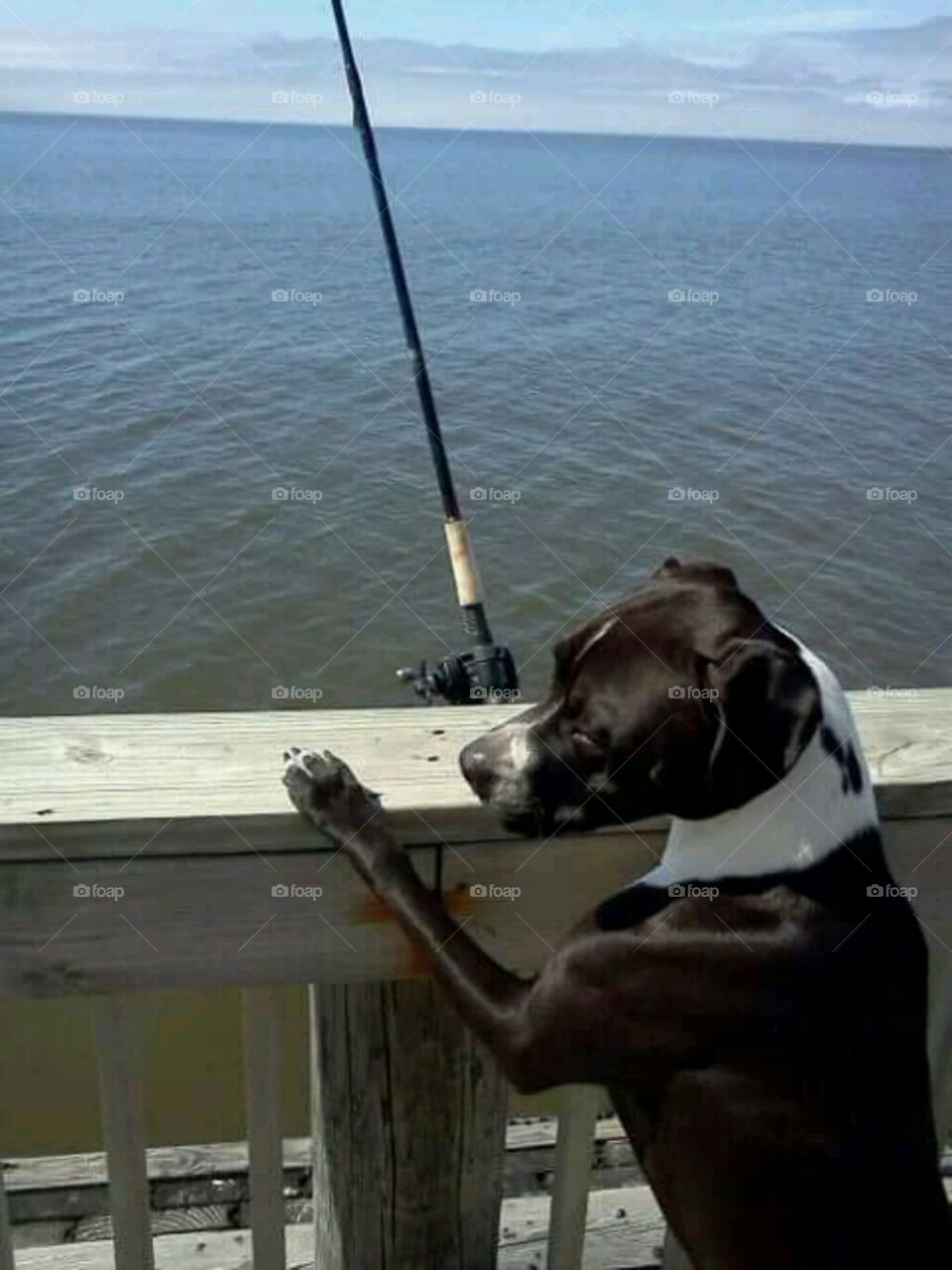 dog fishing