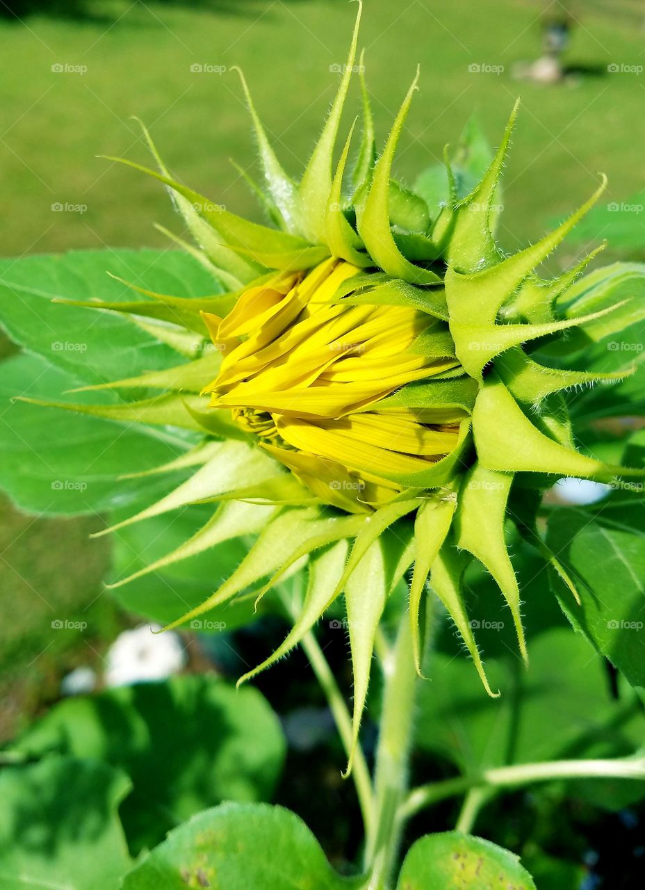 Sunflower Bud, yellow petals starting to show, daylight.