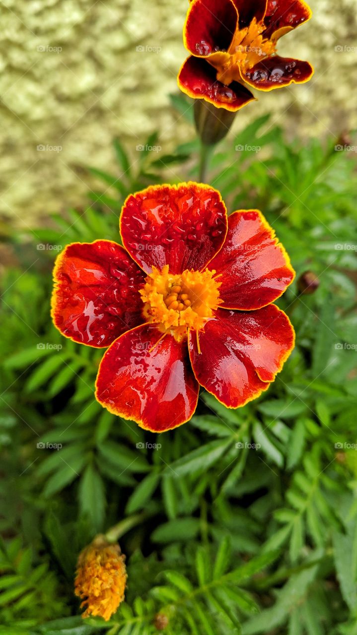 Flor em jardim brasileiro
