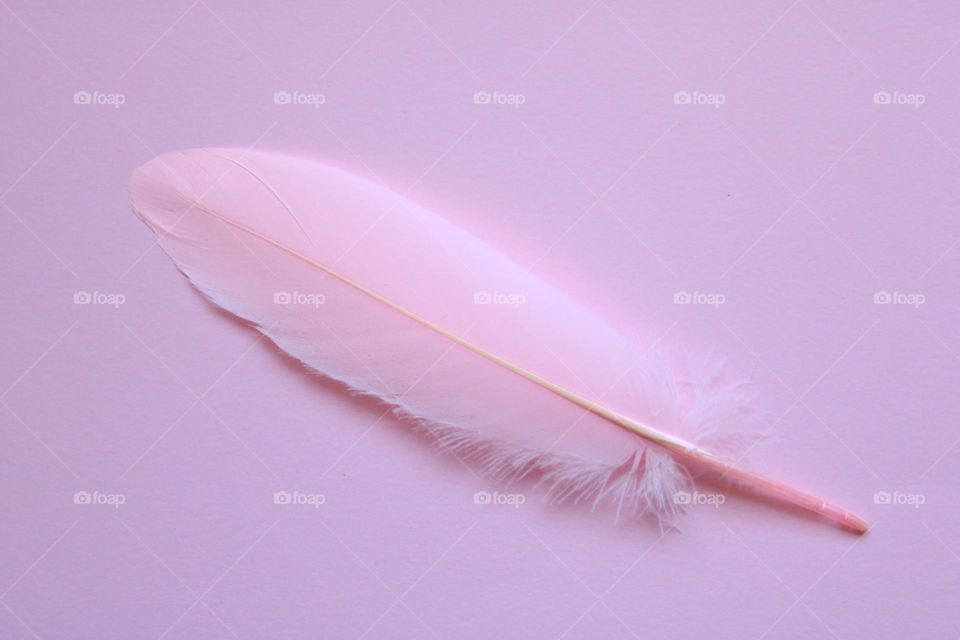 Pink feather 💗