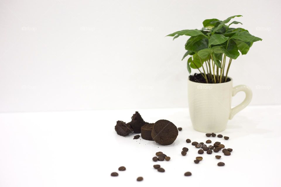 White cup with sprouted coffee, coffee beans and pressed ground coffee on the white table. Zero waste concept 