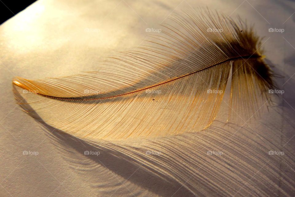 golden feather