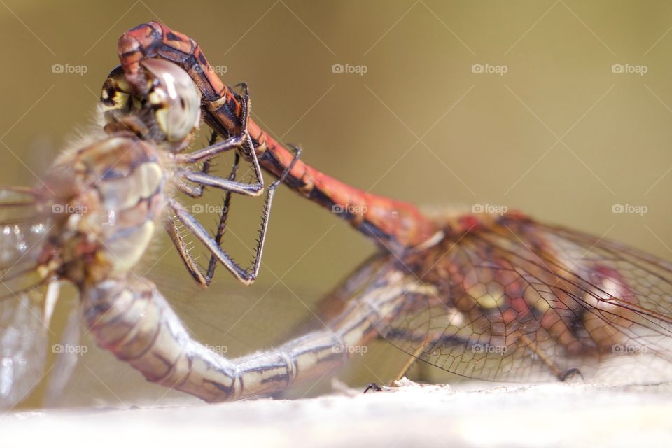 Close-up of dragonflies mating