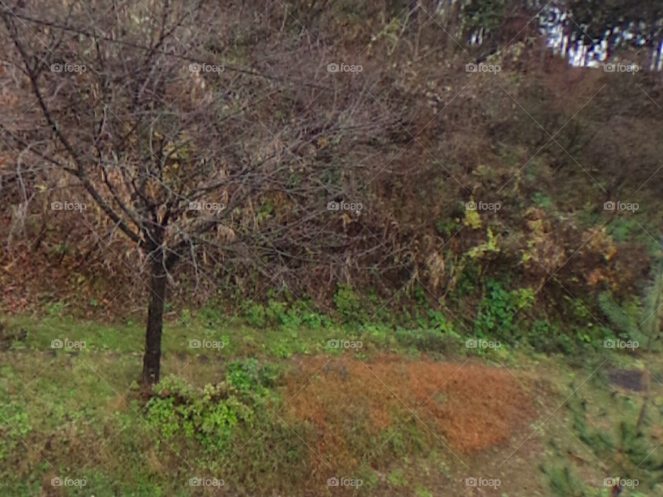 Красивый лес 