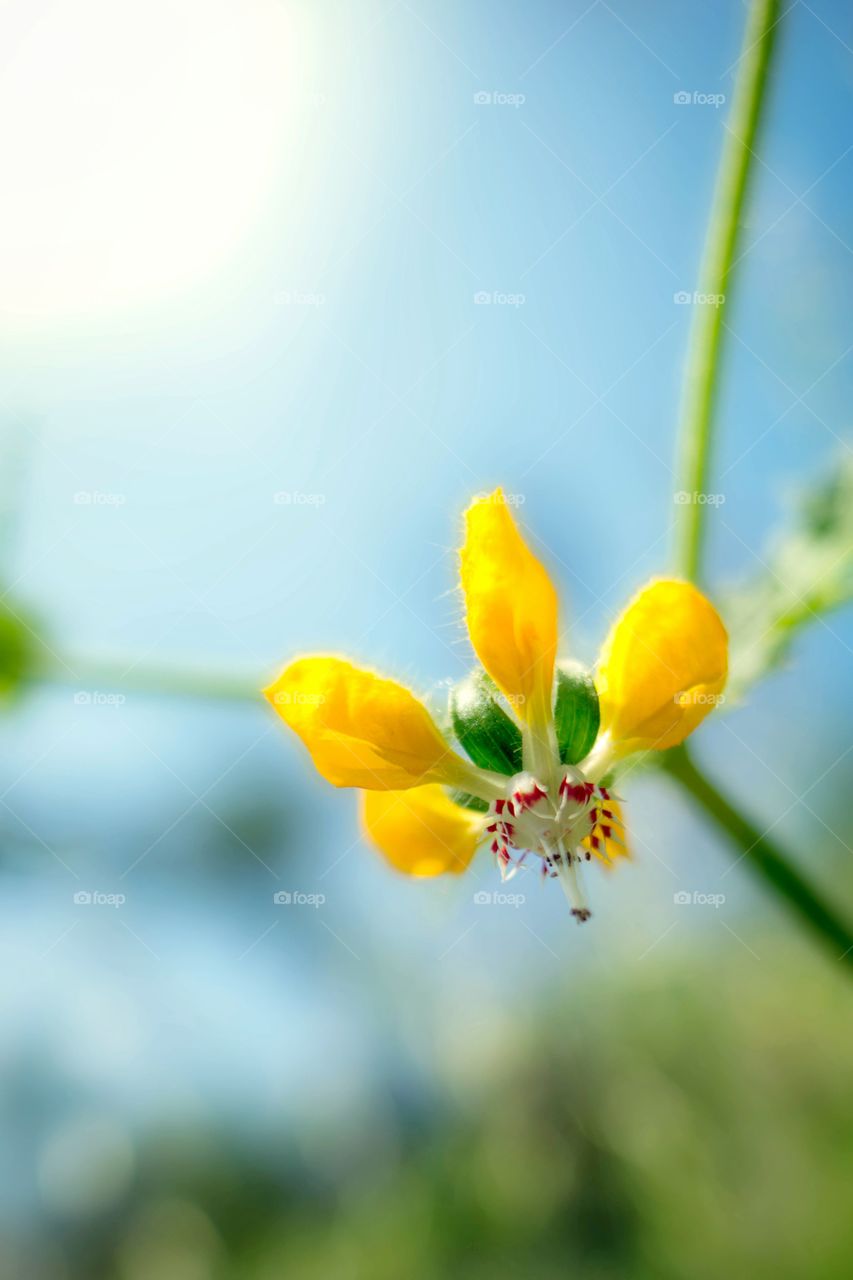 Flower looking down