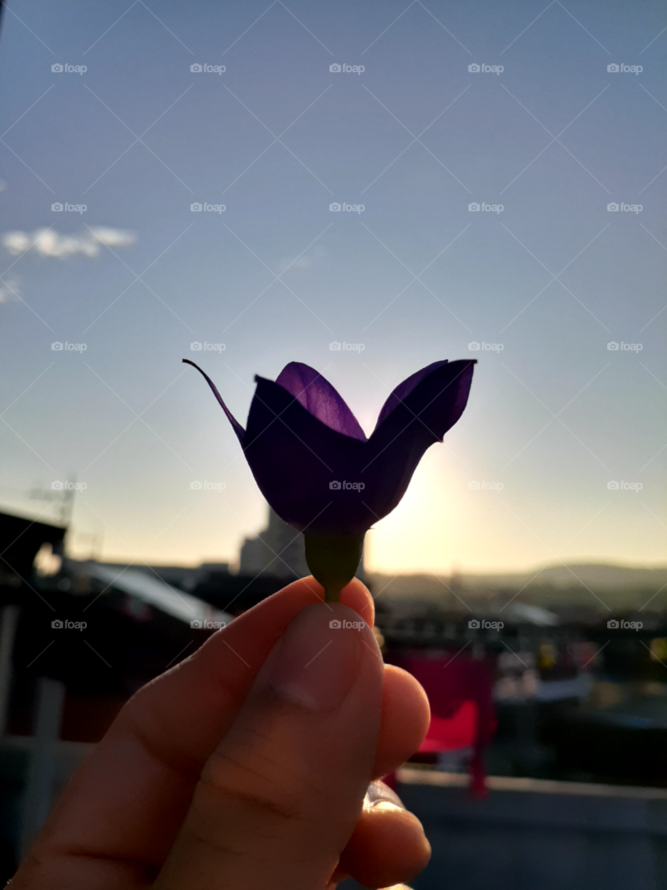the purple flower shadow. this time the sun is about to shine. thanks to its light. the shadow of this beautiful flower is more visible.
