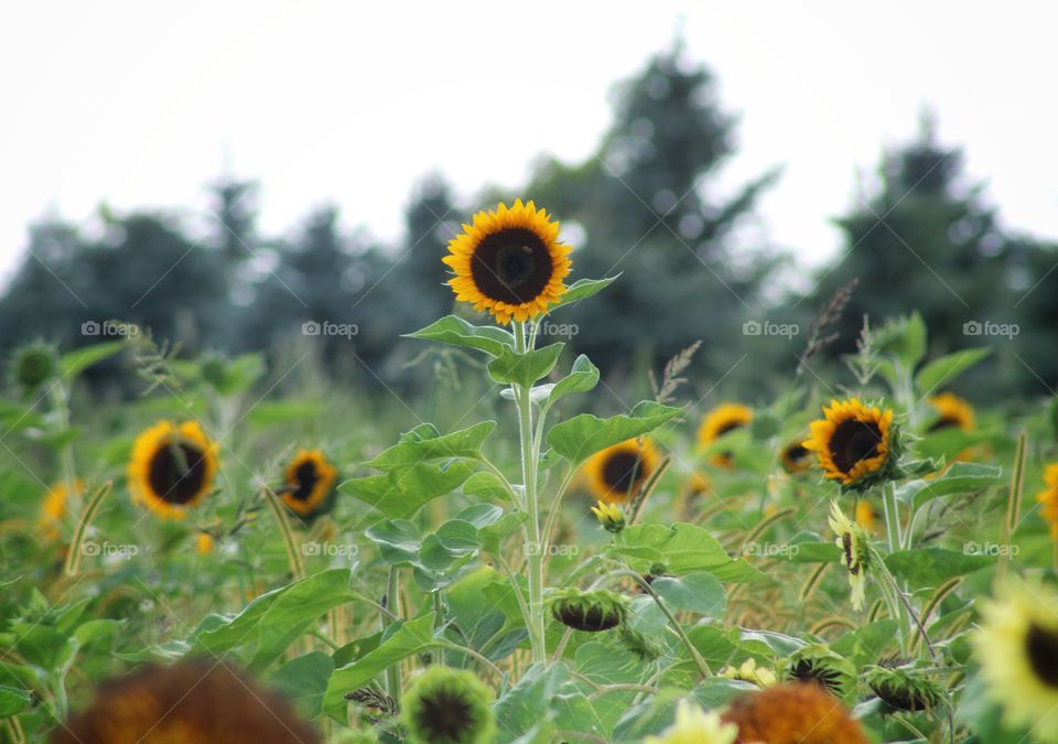 the beauty of sunflower