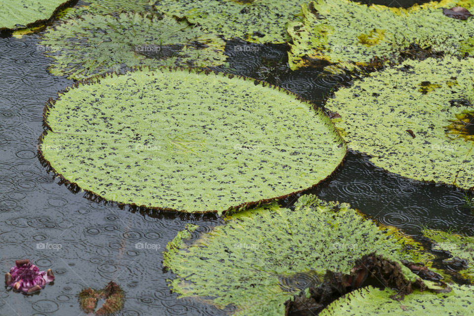 Vitoria Regia in Manaus Brazil.