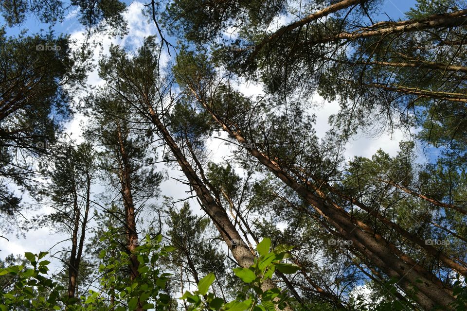 Tree, Wood, Nature, Landscape, Leaf