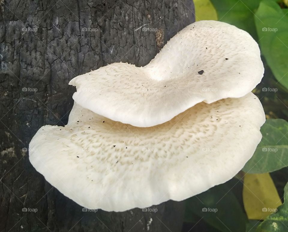 mushroom