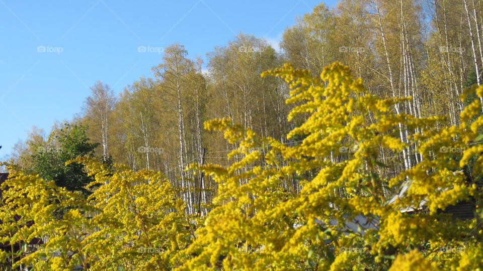 yellow flowers on a yellow background of yellow trees-autumn