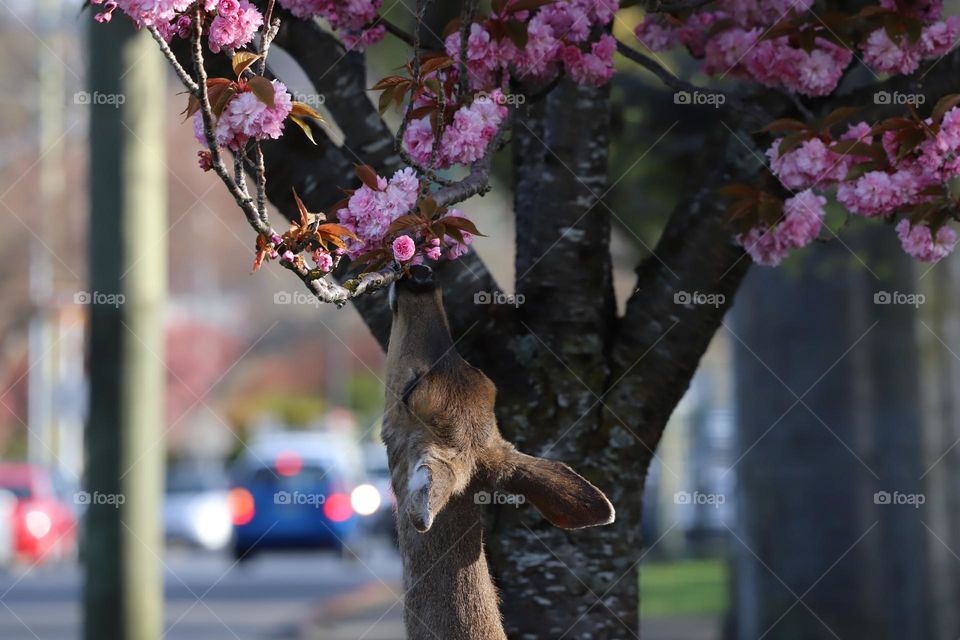 Deer smelling the the blossom 