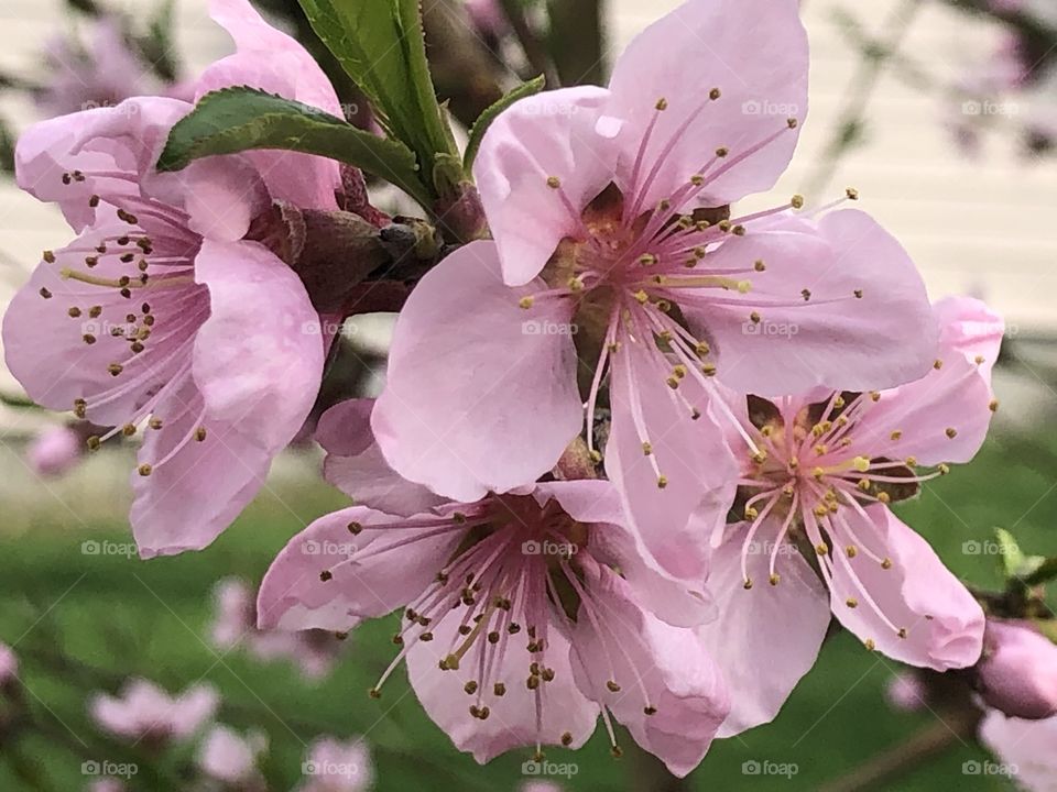Pink peach tree flowers blooming in my backyard