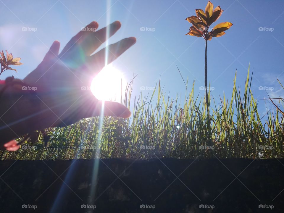 Grasping the sun. Sun rises through the grass and cordyline.