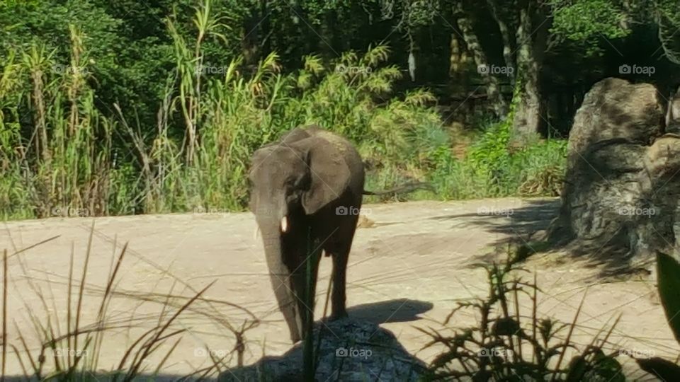 A majestic elephant roams free at Animal Kingdom at the Walt Disney World Resort in Orlando, Florida.