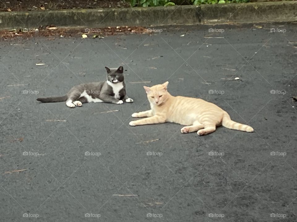 Two cats on wet asphalt 