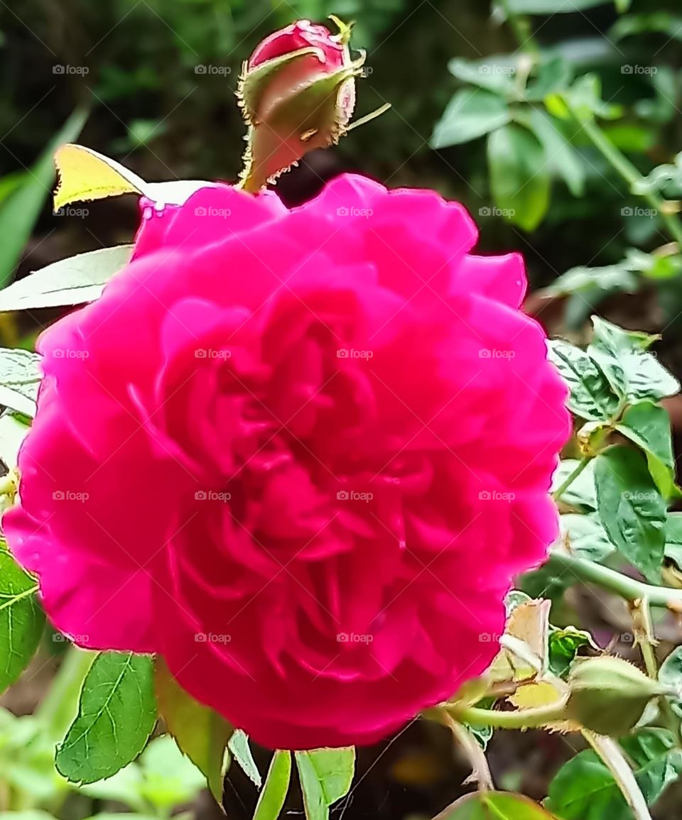 Beautiful view of rose flower
