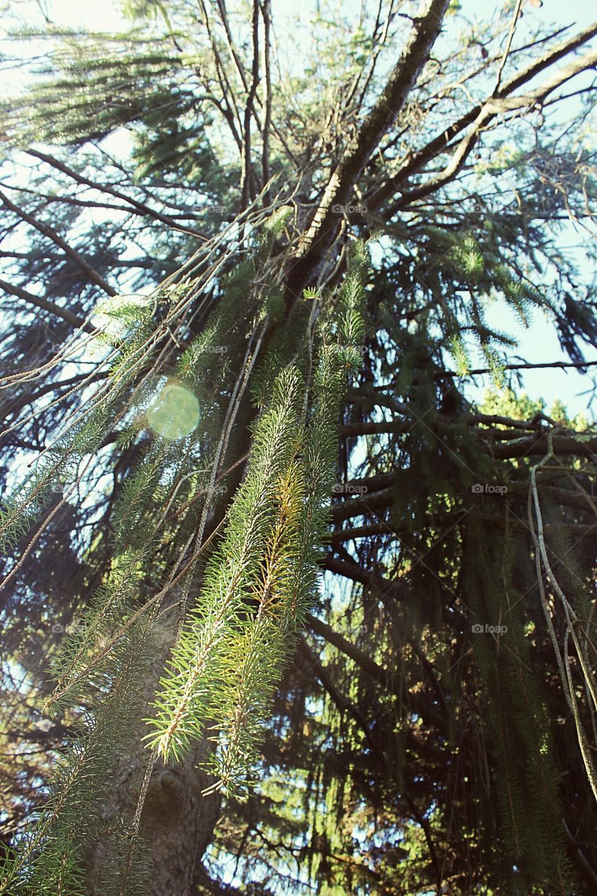 The rays illuminate by the weeping tree