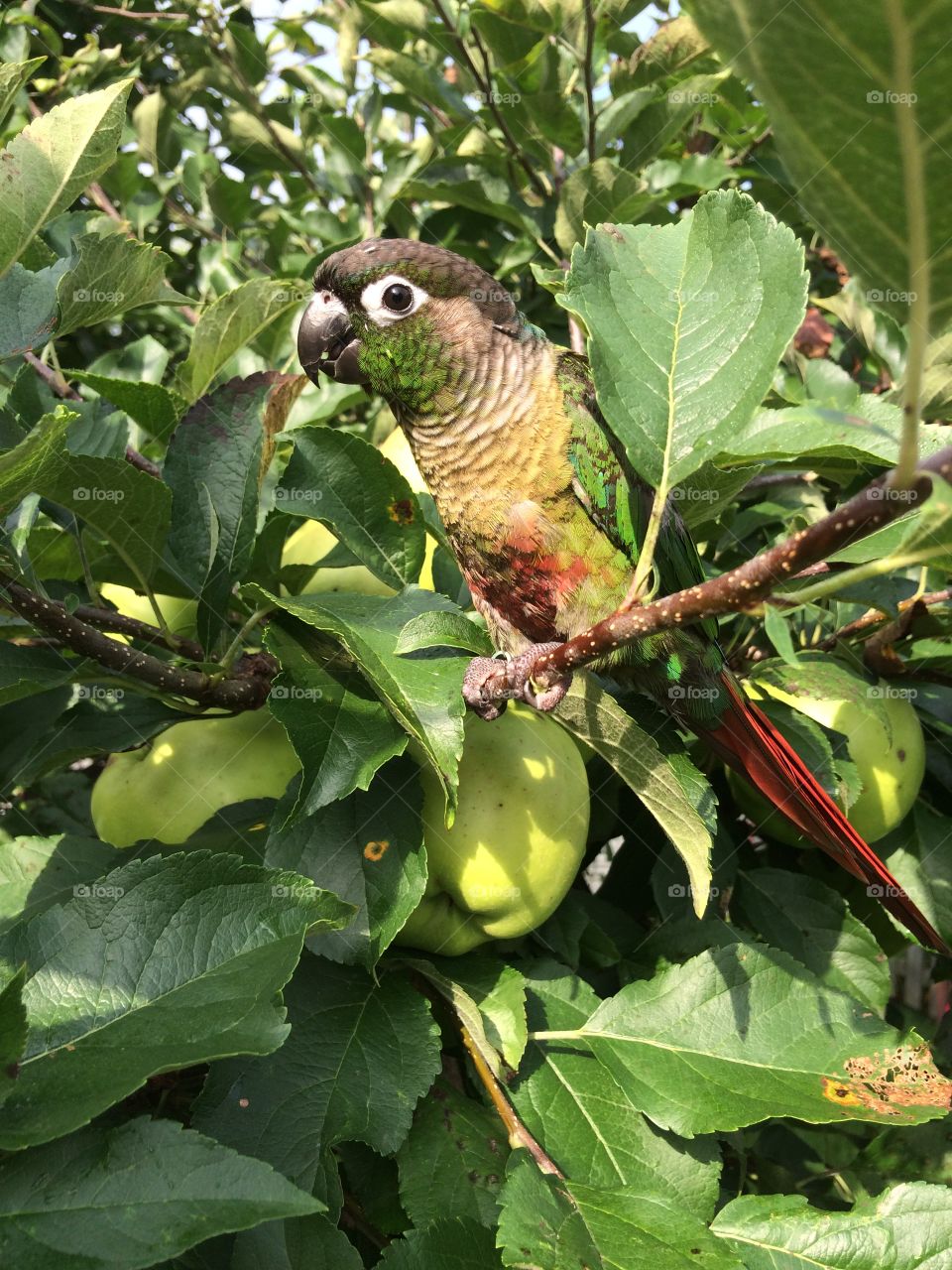Green cheek conure . This is my baby in our Apple tree
