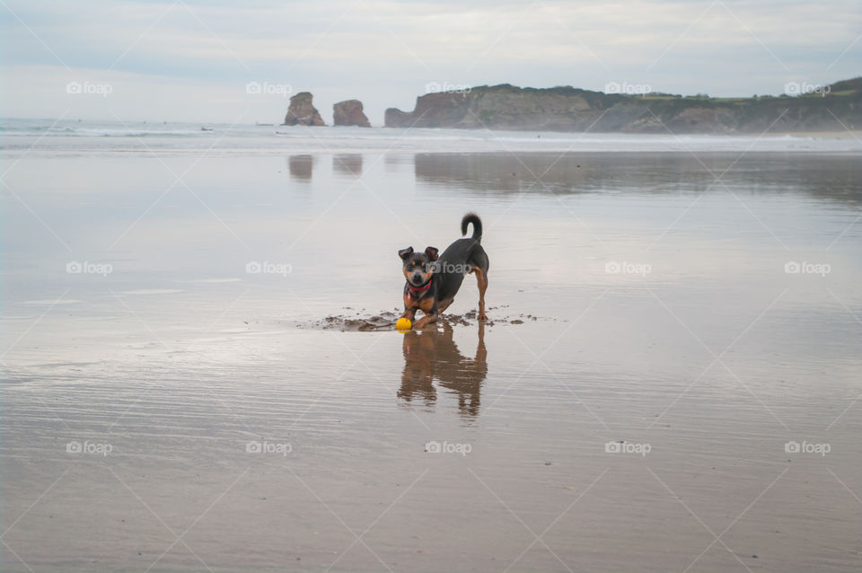 Beautiful mixed-breed dog playing with his ball on the beach in Hendaye, France