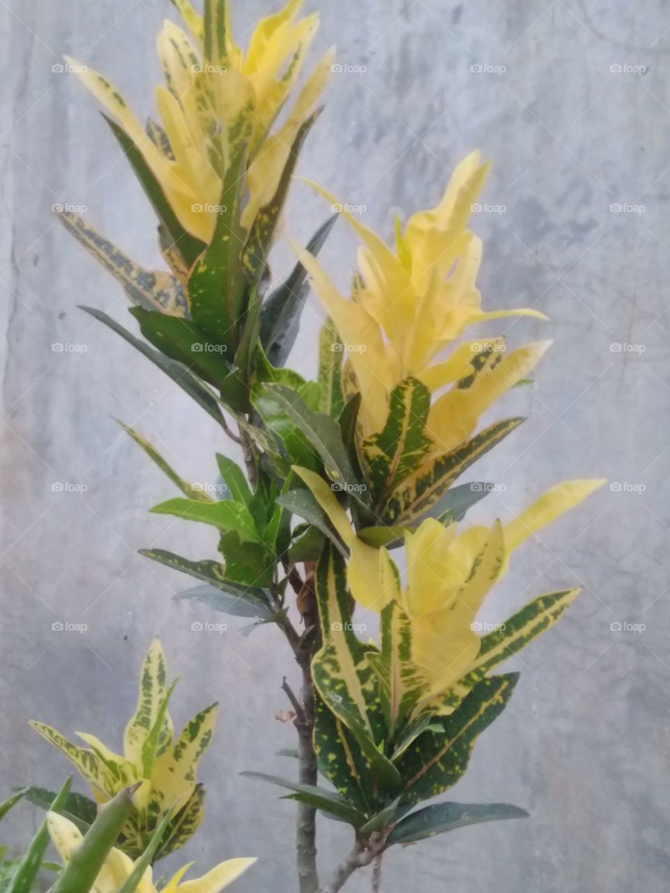 Ornamental plant in yellow color