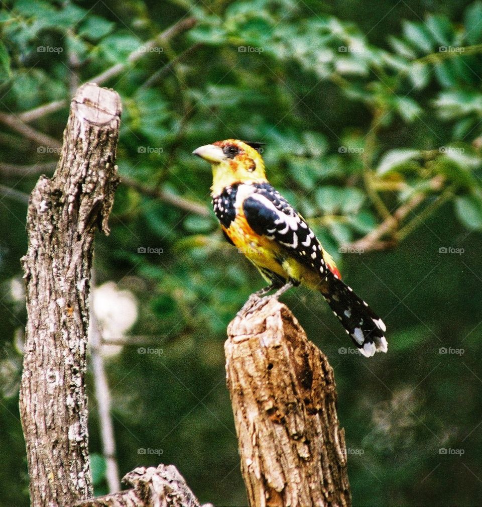 The Crested Barbet