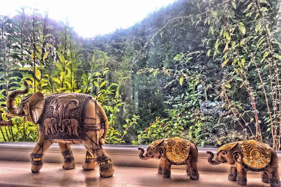 Elephants 