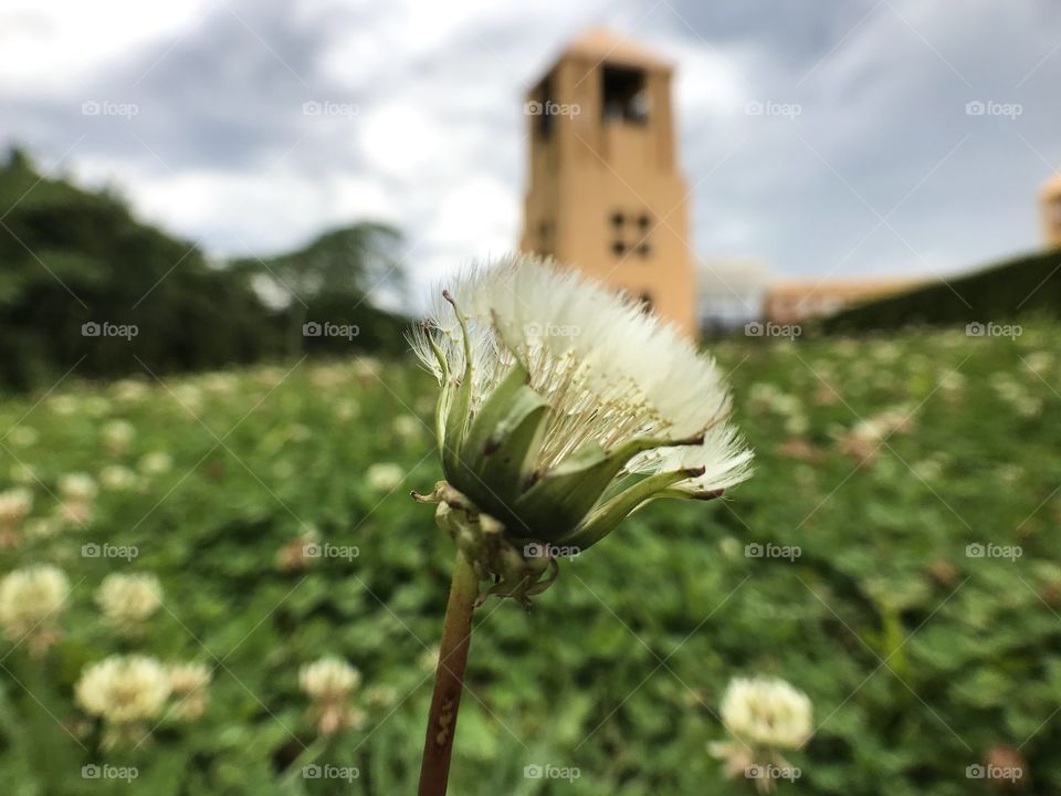 flower on foreground and construction on blured background