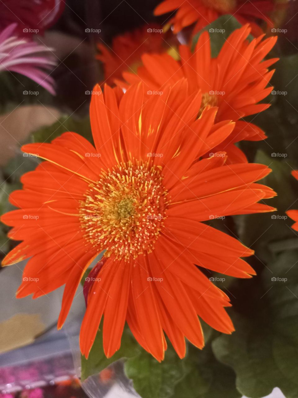Gerberas laranja , a cor do Verão. A flor representa  felicidade, simplicidade, sucesso  e  a alegria da vida. Por  suas cores  belas e vibrantes, a  flor é exuberante!