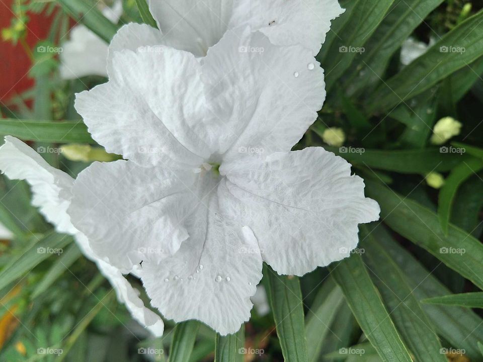 Beautiful blooming white flowers