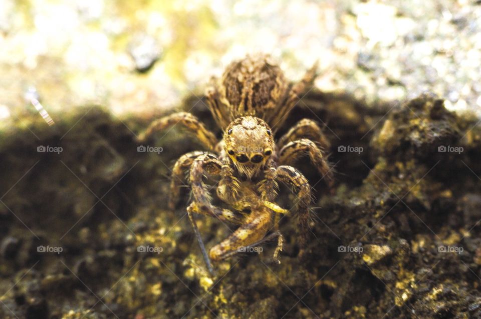 jump spider