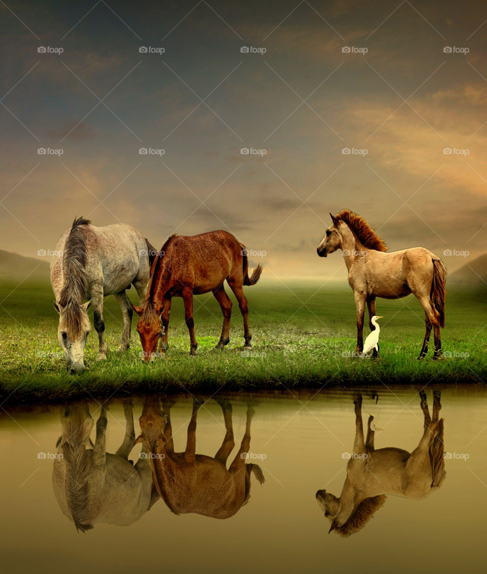 horses at bromo mountain