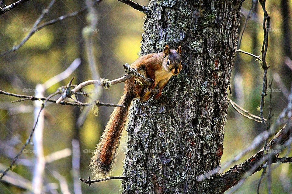 squirrel In a tree