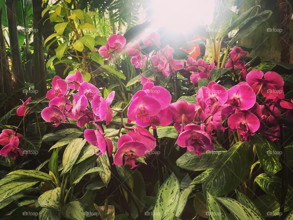 Flowers