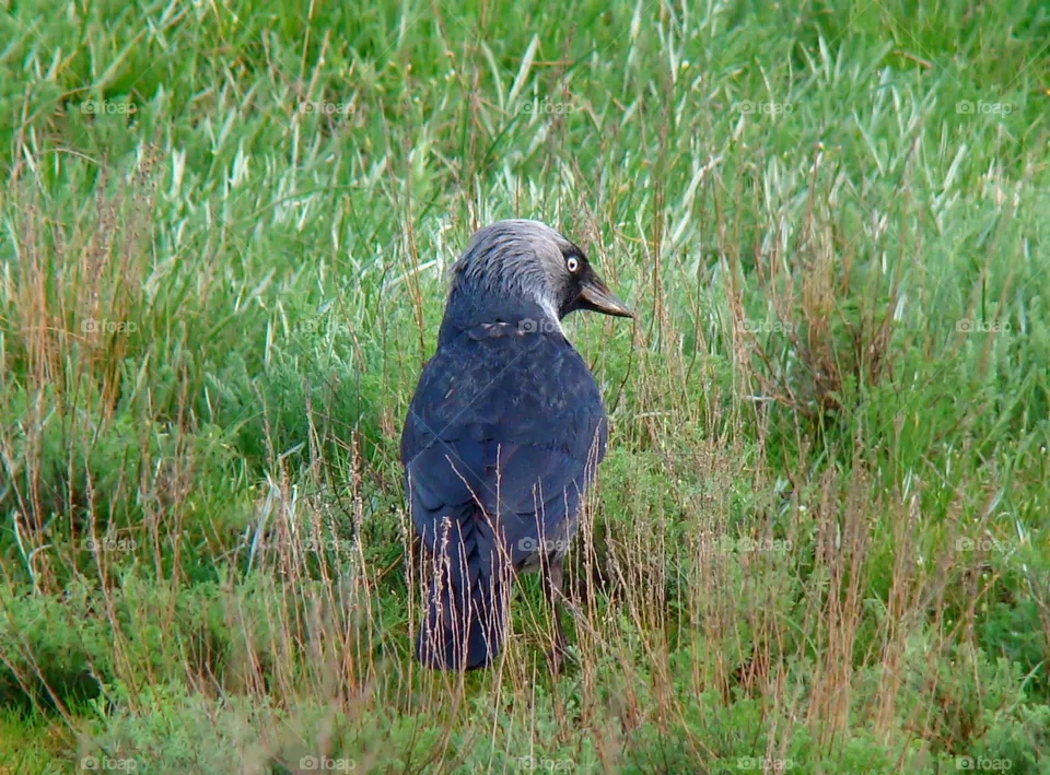 Bird