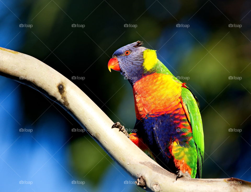 Rainbow Lorikeet