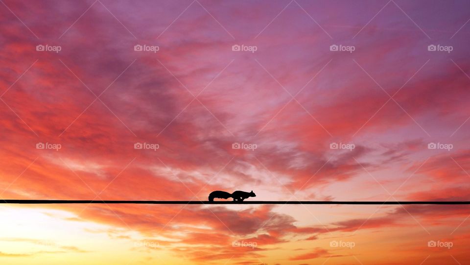 Squirrel running through electricity wire against pink sunset